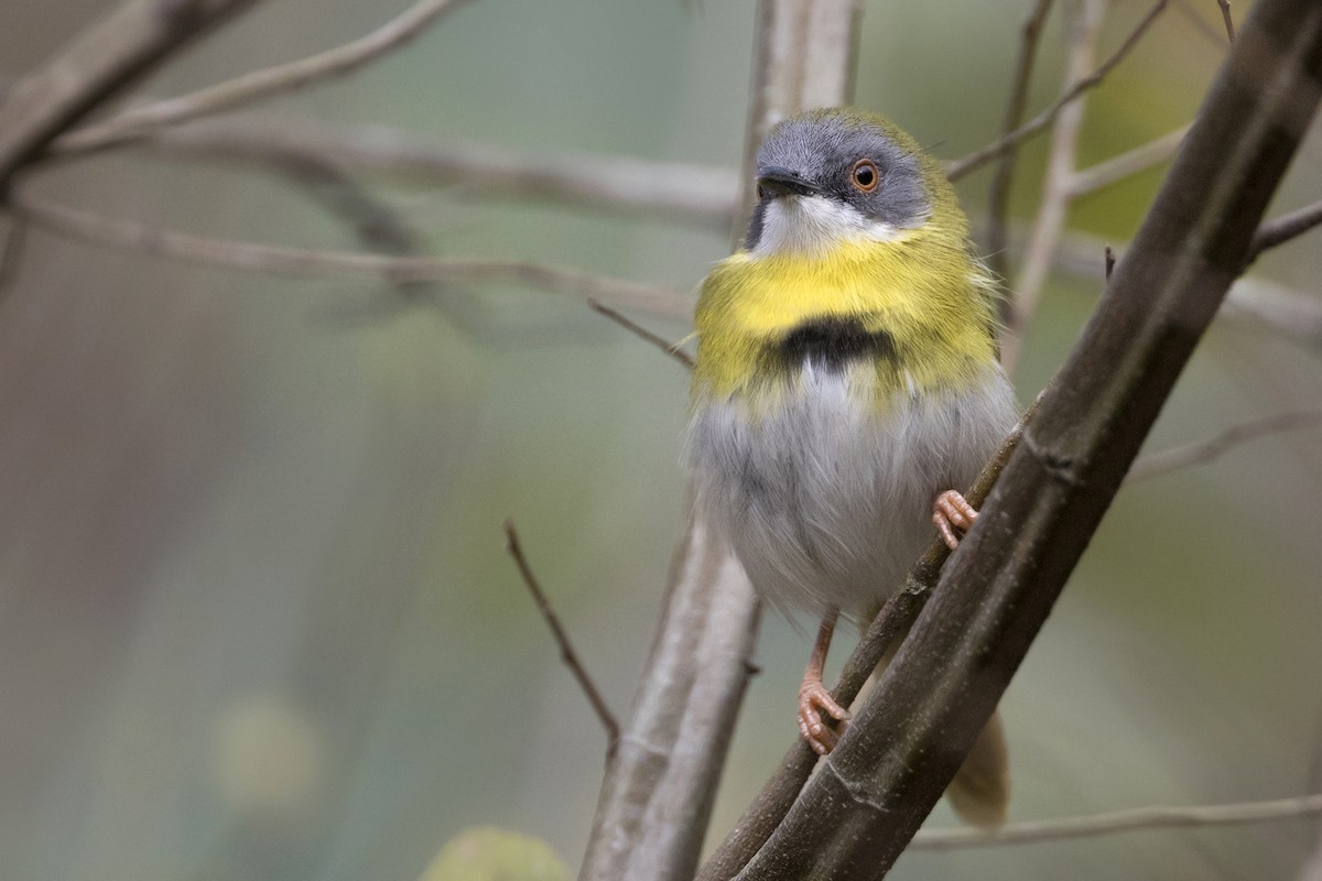 Yellow-breasted Apalis - ML275447951