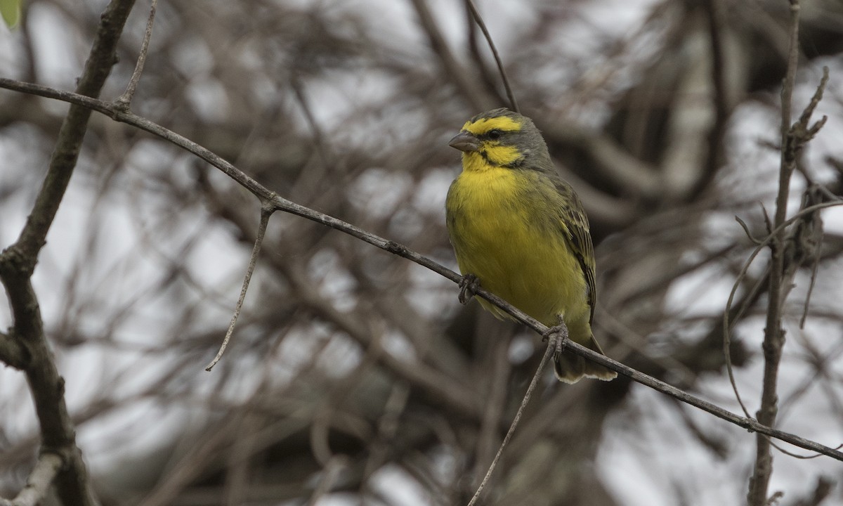 Yellow-fronted Canary - ML275448371