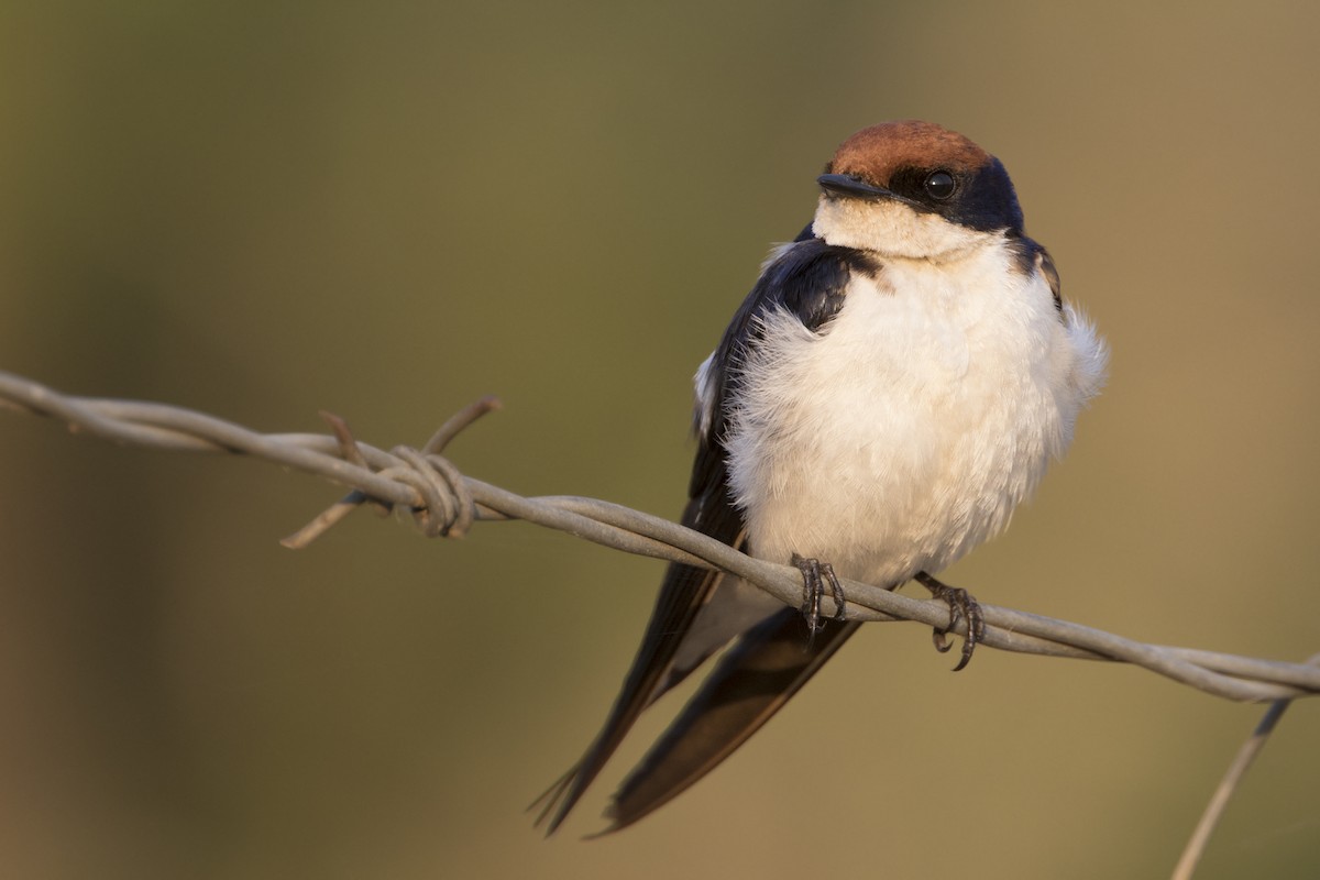 Wire-tailed Swallow - ML275448451