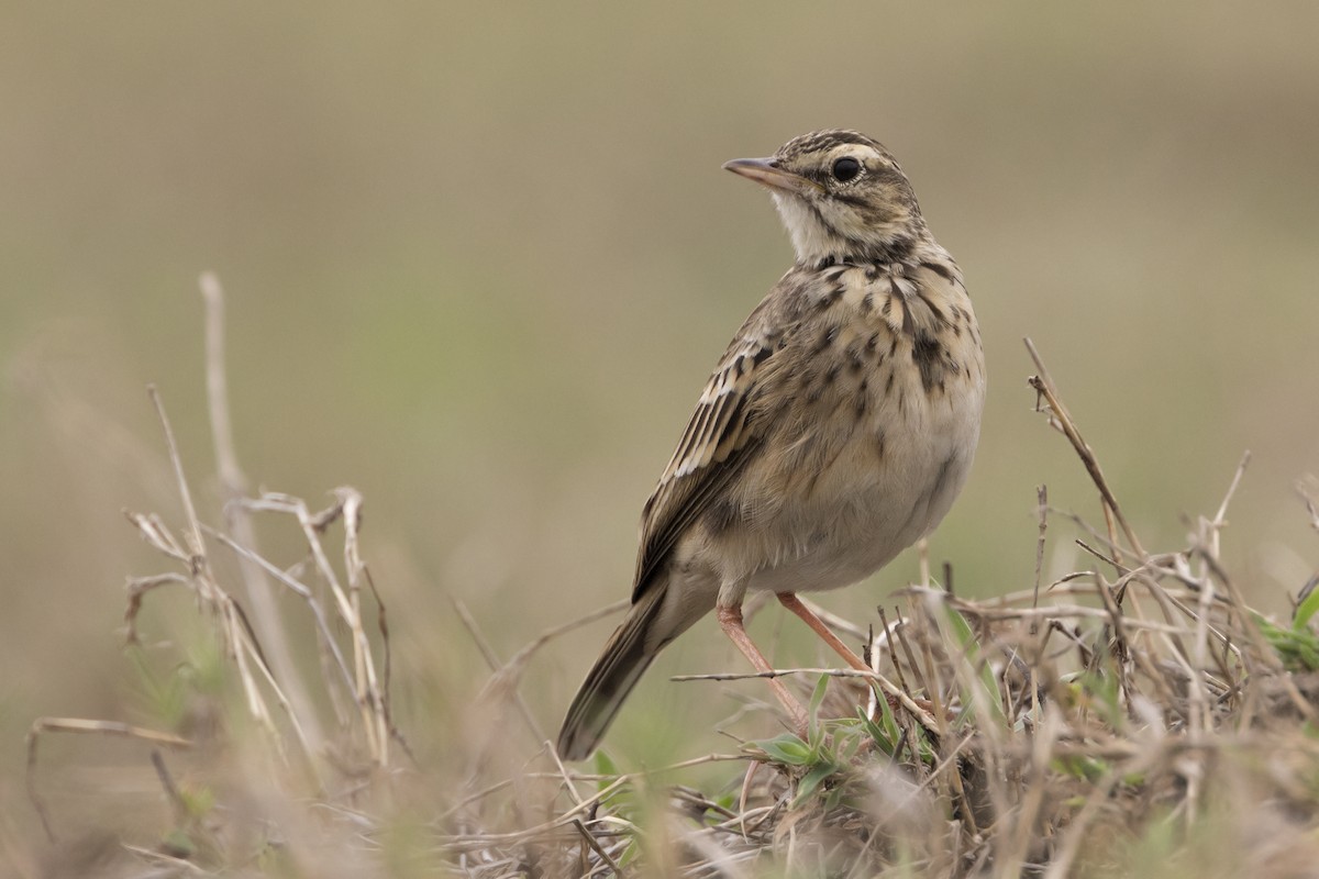 African Pipit - ML275448811