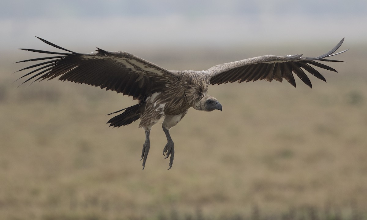 White-backed Vulture - Zak Pohlen