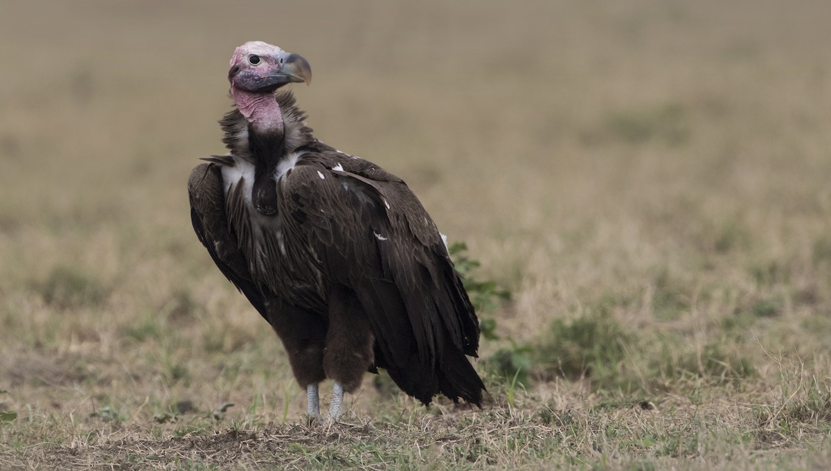Lappet-faced Vulture - Zak Pohlen