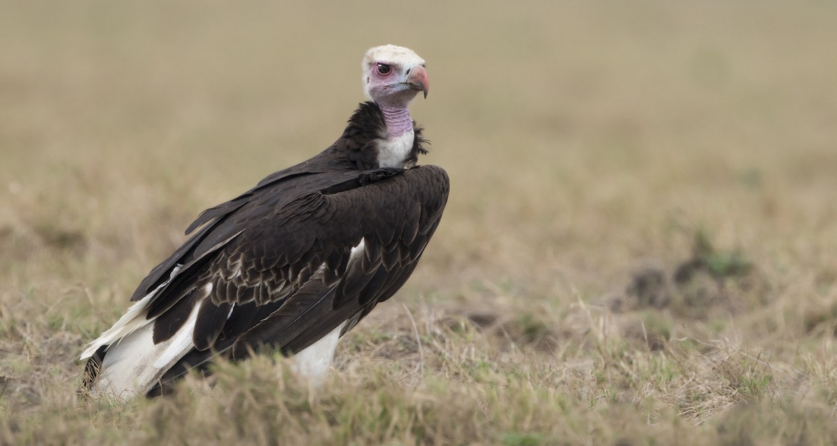 White-headed Vulture - ML275448941