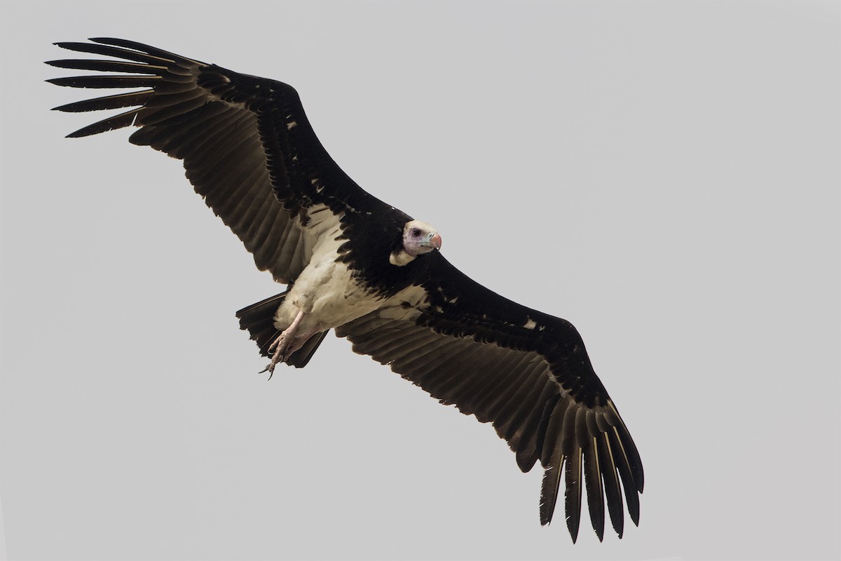 White-headed Vulture - ML275449021