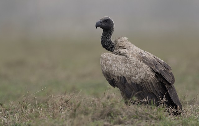 Possible confusion species: White-backed Vulture (<em class="SciName notranslate">Gyps africanus</em>). - White-backed Vulture - 