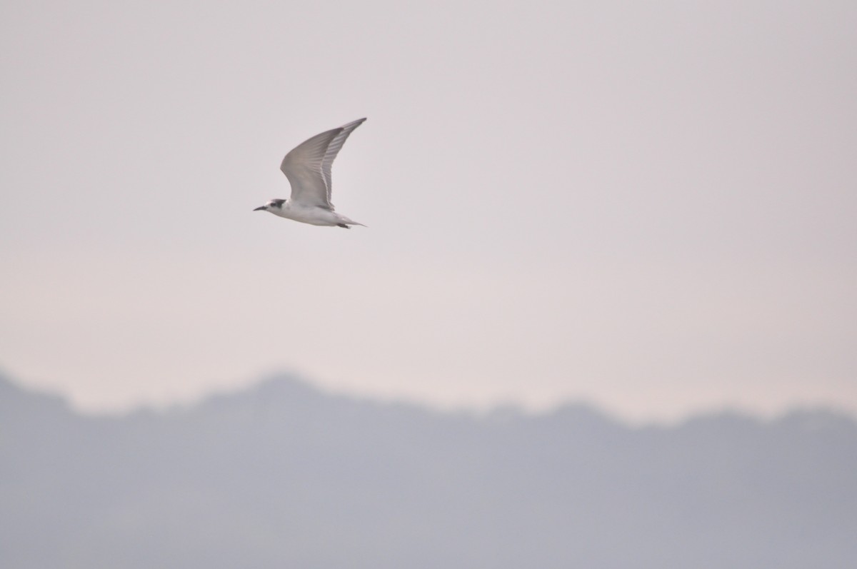 White-winged Tern - ML275451121