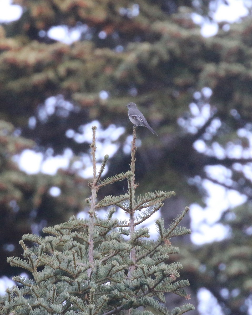 Townsend's Solitaire - ML275452471
