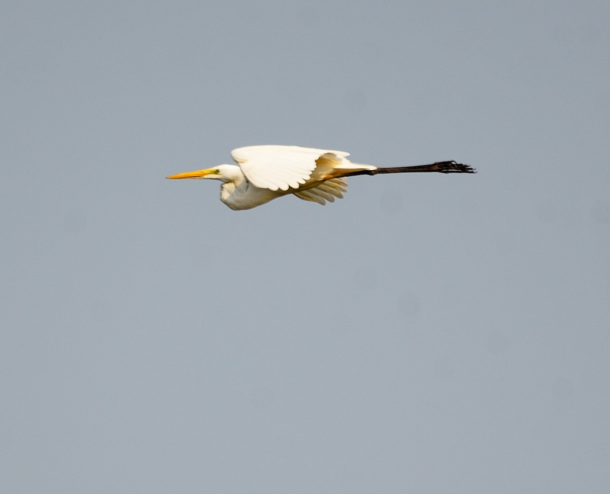 Medium Egret - Arun Prabhu