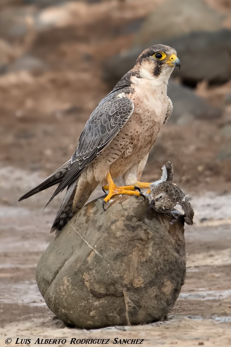 Peregrine Falcon (Barbary) - ML275455531