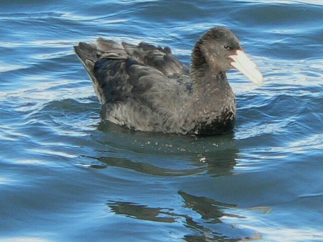 Southern Giant-Petrel - Charley Hesse TROPICAL BIRDING