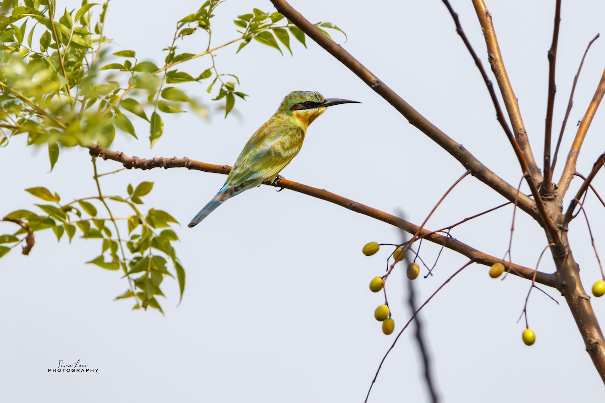 Blue-tailed Bee-eater - Subhajit Khan