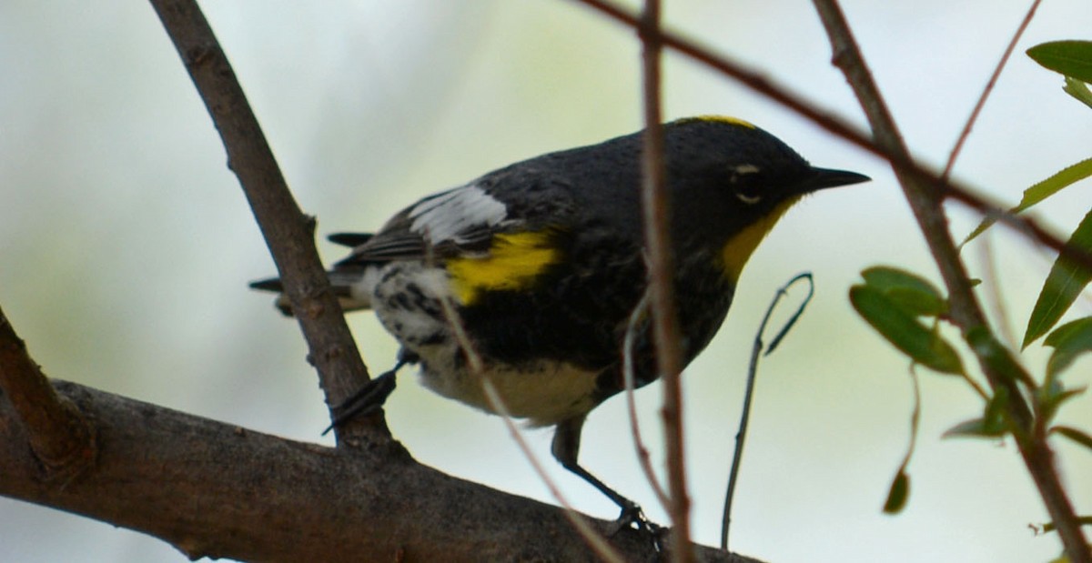 Yellow-rumped Warbler - Hal Robins