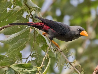 Finch-billed Myna - eBird