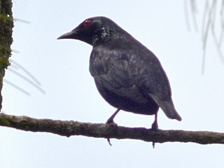  - Short-tailed Starling