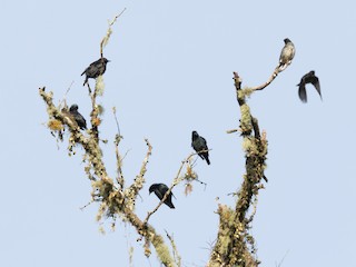  - Short-tailed Starling