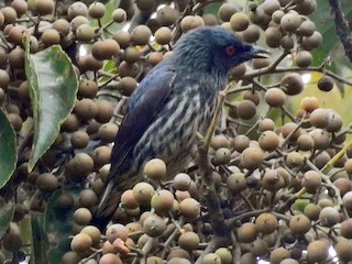  - Short-tailed Starling