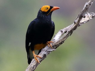 【mimi】 Birds Northern Owl Yellow yellow-faced myna - eBird