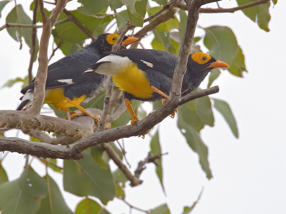 Yellow-faced Myna - Lars Petersson | My World of Bird Photography