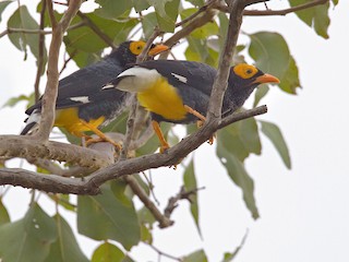  - Yellow-faced Myna