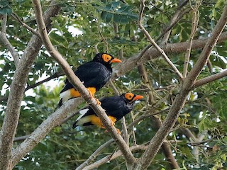  - Yellow-faced Myna