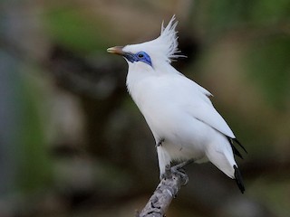 melanotan bali Bali Myna