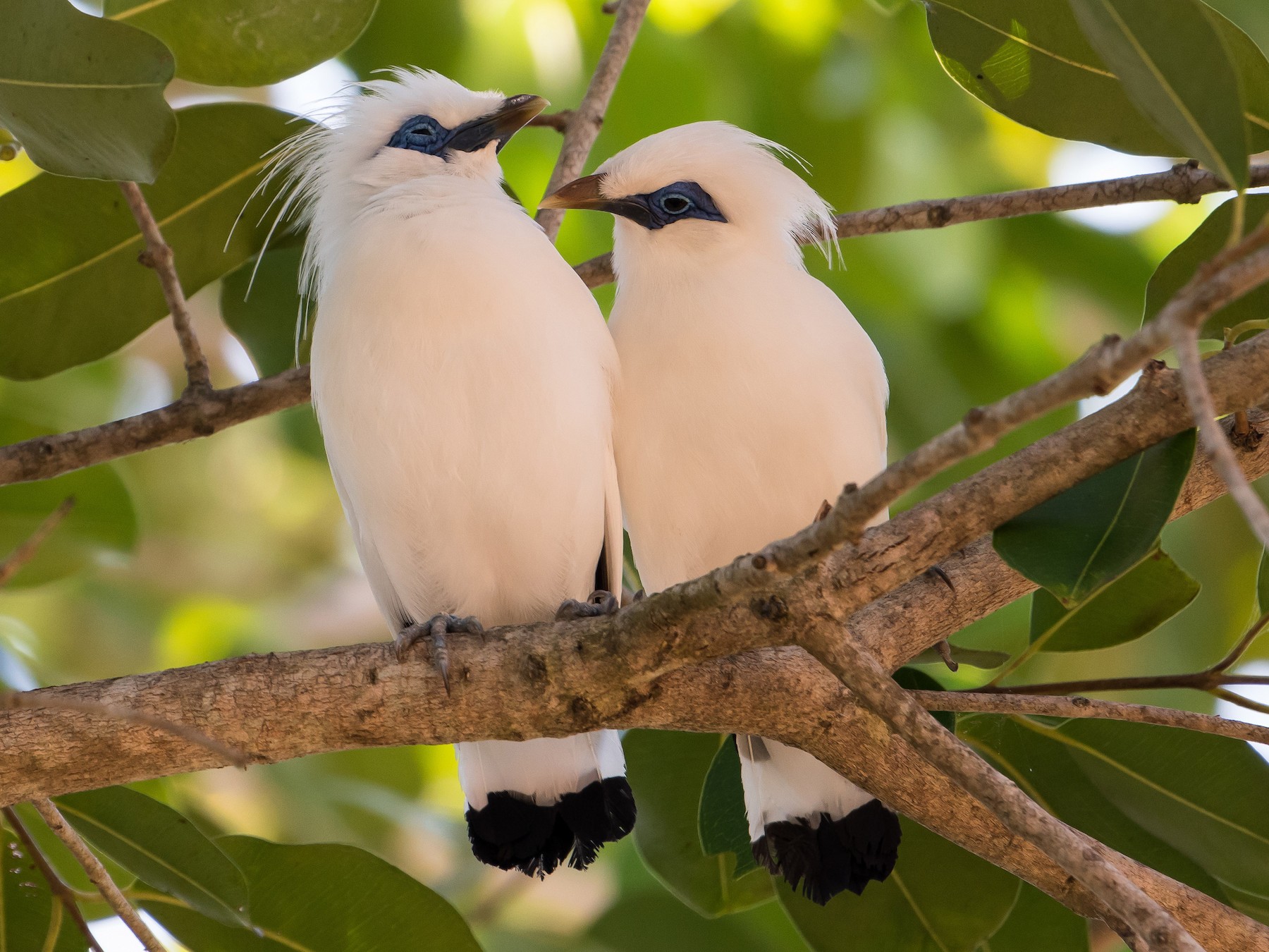 Bali Myna - Bill Bacon