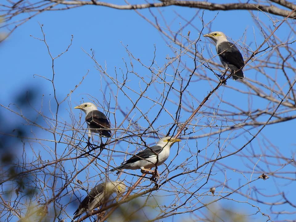 Blackwinged Myna eBird