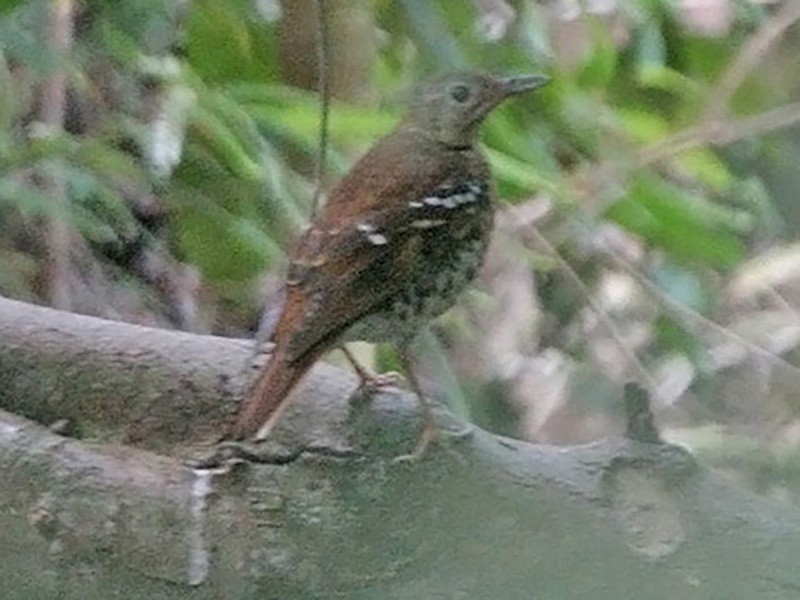 Fawn-breasted Thrush - eBird