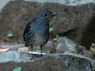 Adult - Forest Botial-Jarvis - ML275462841