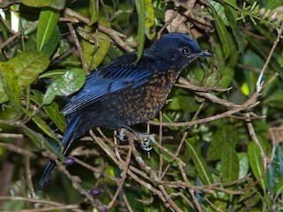 カツカワミナミ ジャワミヤマツグミ - eBird