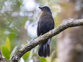 ジャワミヤマツグミ - eBird