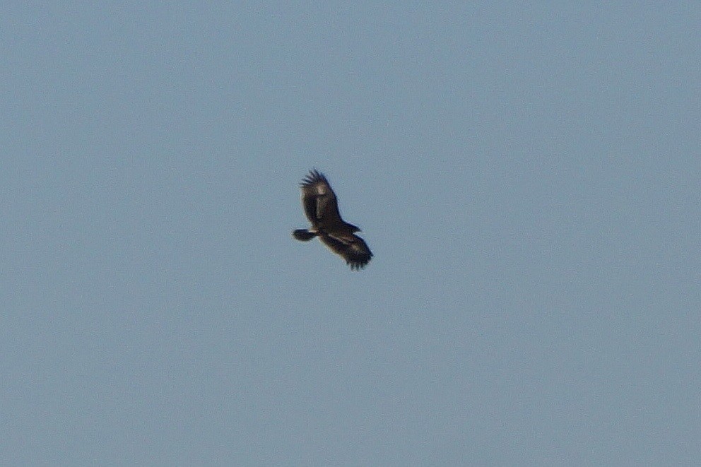 Greater Spotted Eagle - Bernardo G.