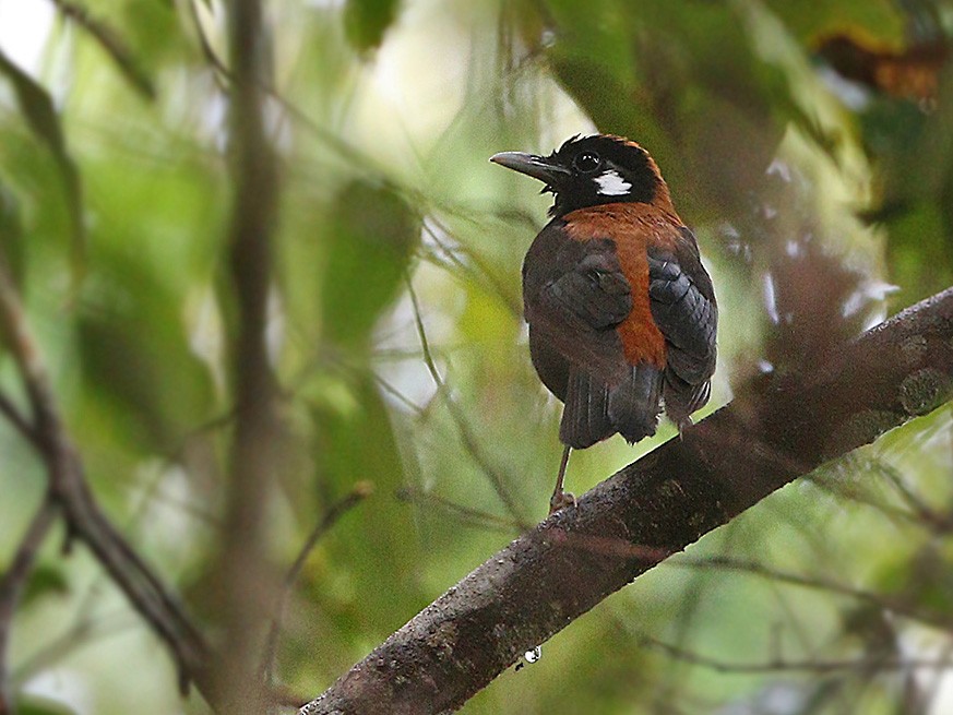 black thrush bird