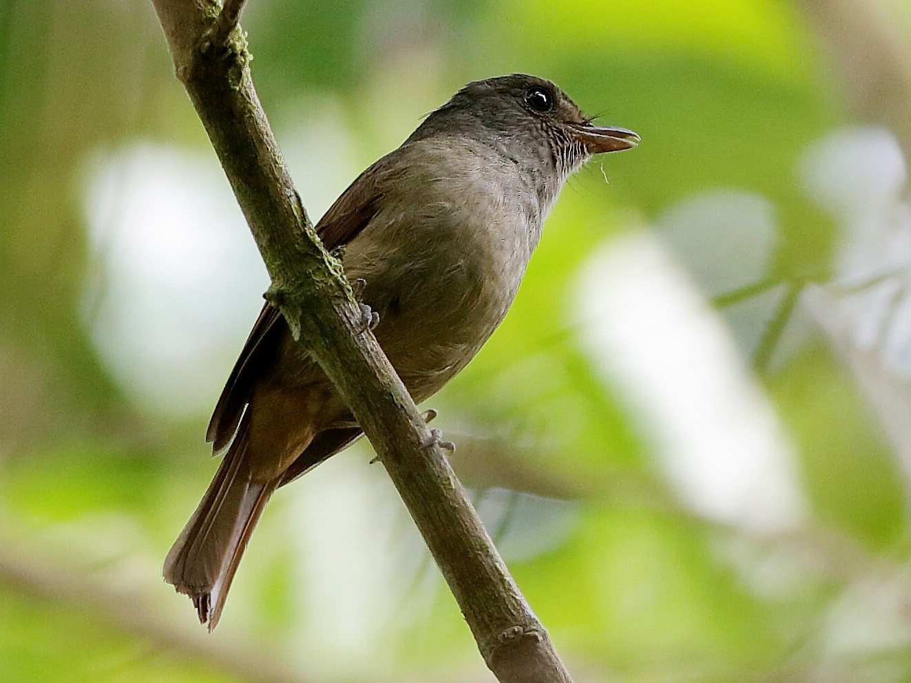 Matinan Flycatcher - Holger Teichmann