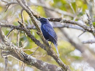 ジャワミヤマツグミ - eBird