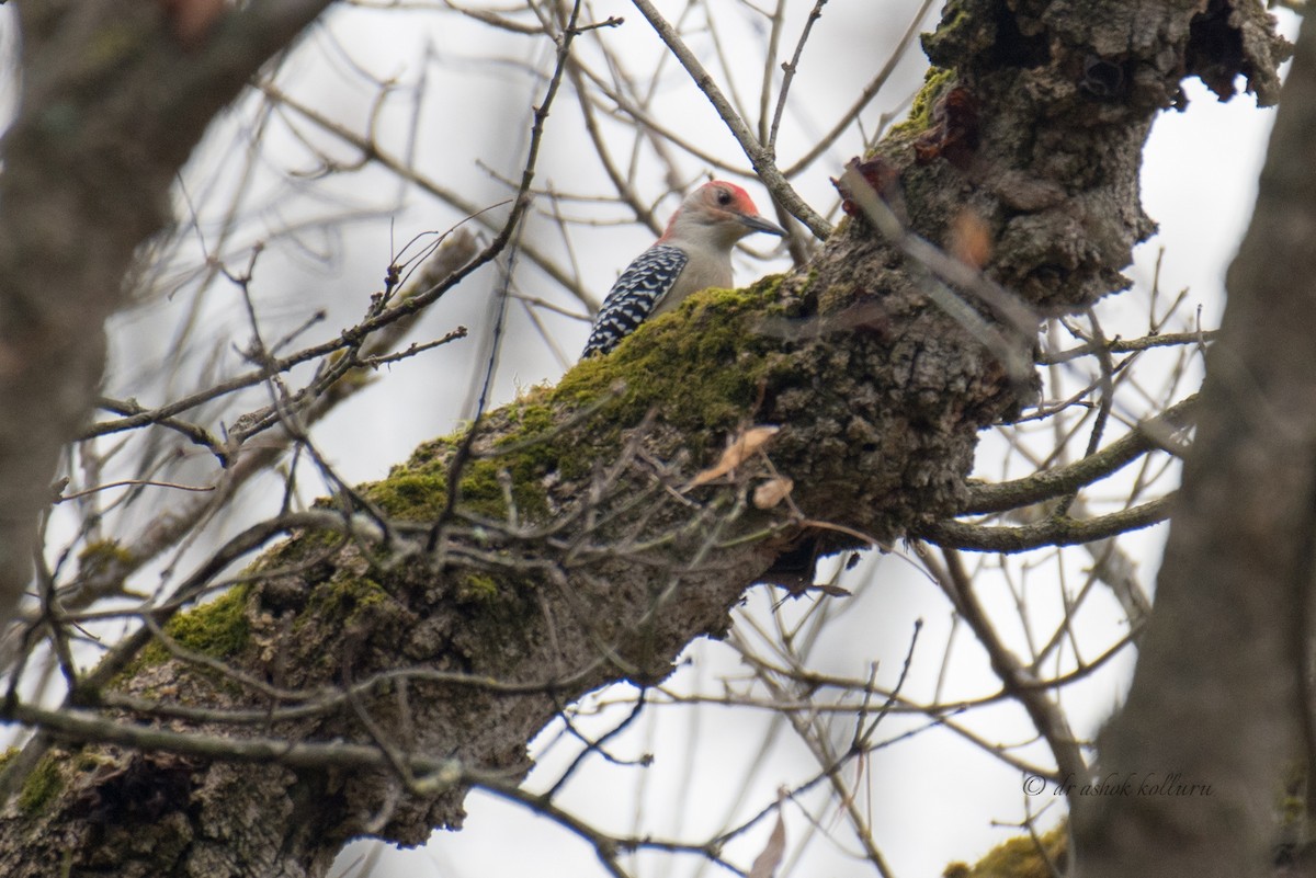 Red-bellied Woodpecker - ML275464291