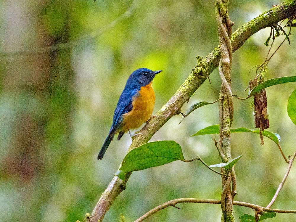 Sulawesi Blue Flycatcher - Andy Walker - Birding Ecotours