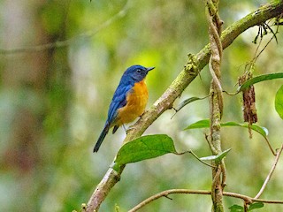 Male (Sulawesi) - Andy Walker - Birding Ecotours - ML275464401