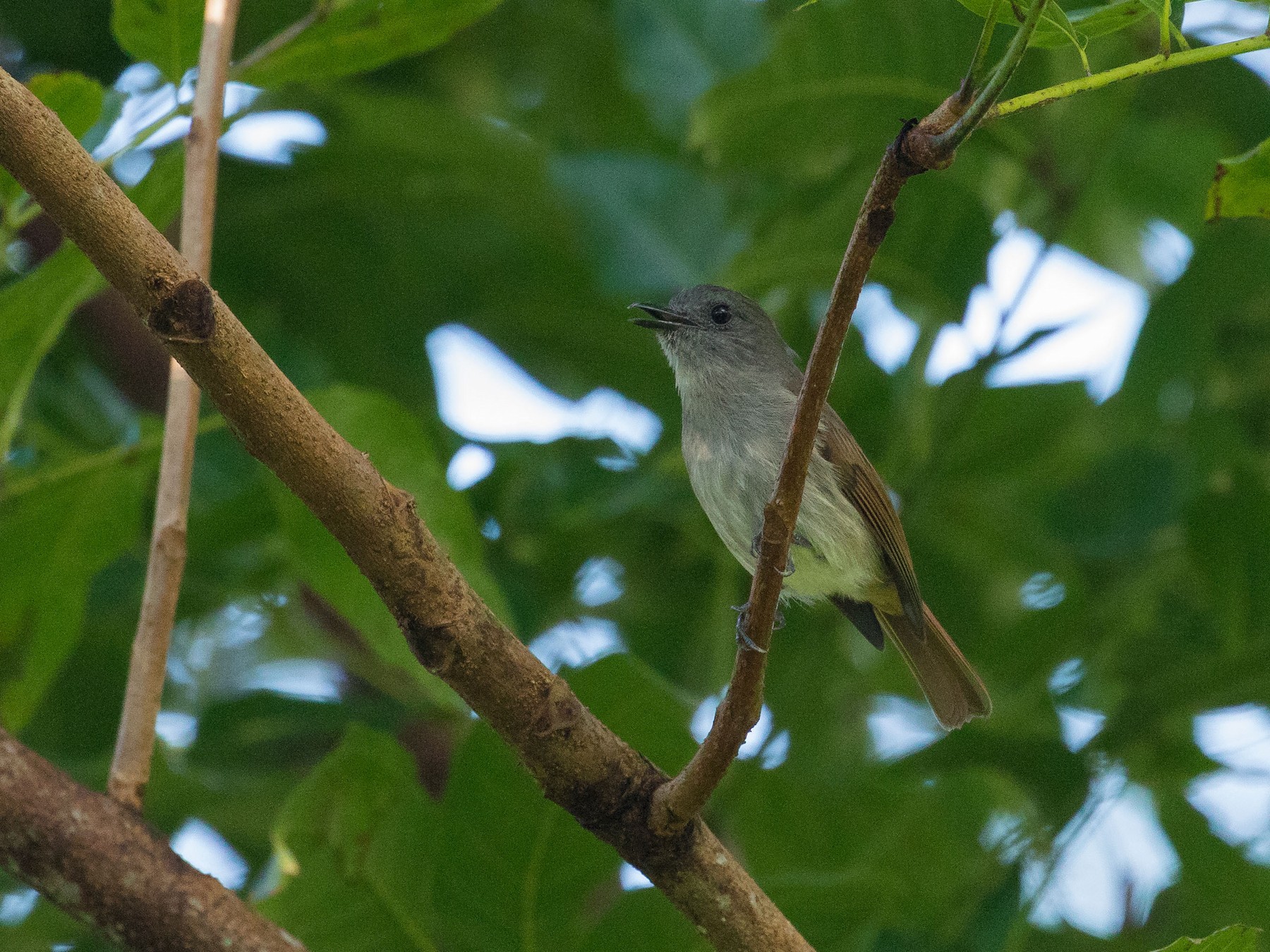 Jungle Bird Riff: Beija Fior