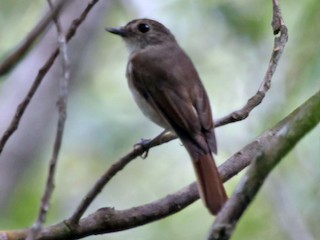  - Banggai Jungle Flycatcher
