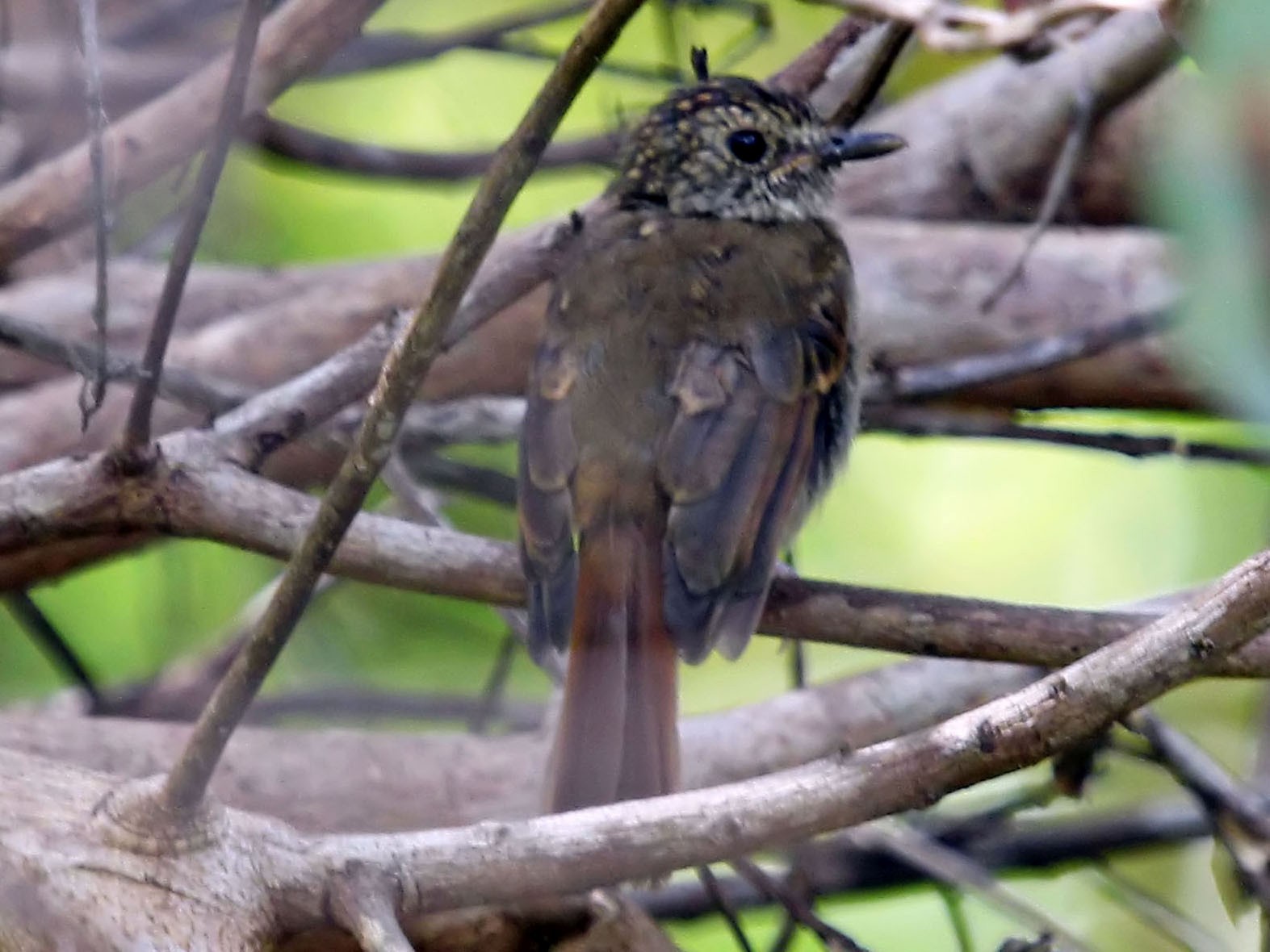 Banggai Jungle Flycatcher - Phillip Edwards