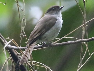 Buru Jungle Flycatcher - eBird