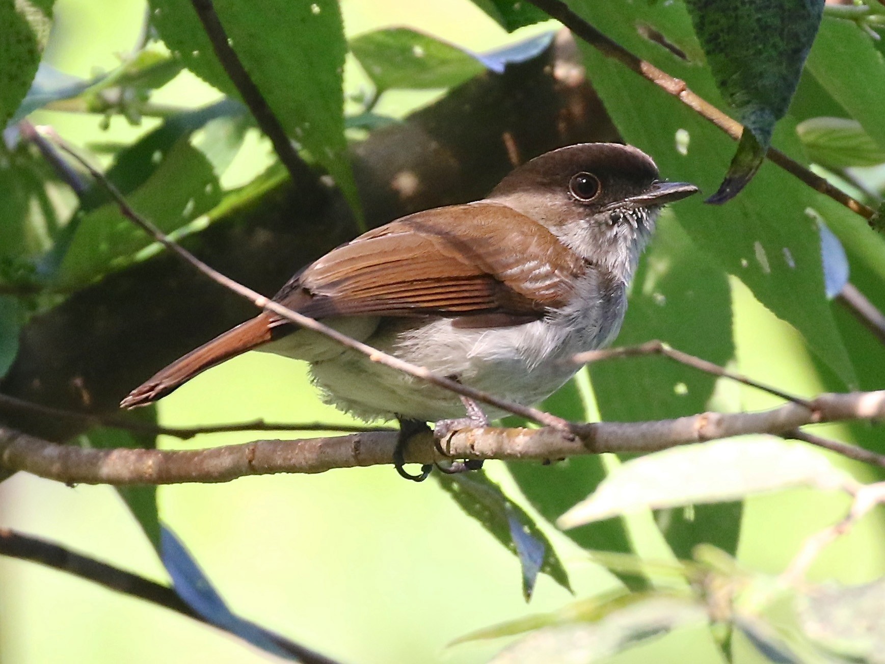 Buru Jungle Flycatcher - eBird