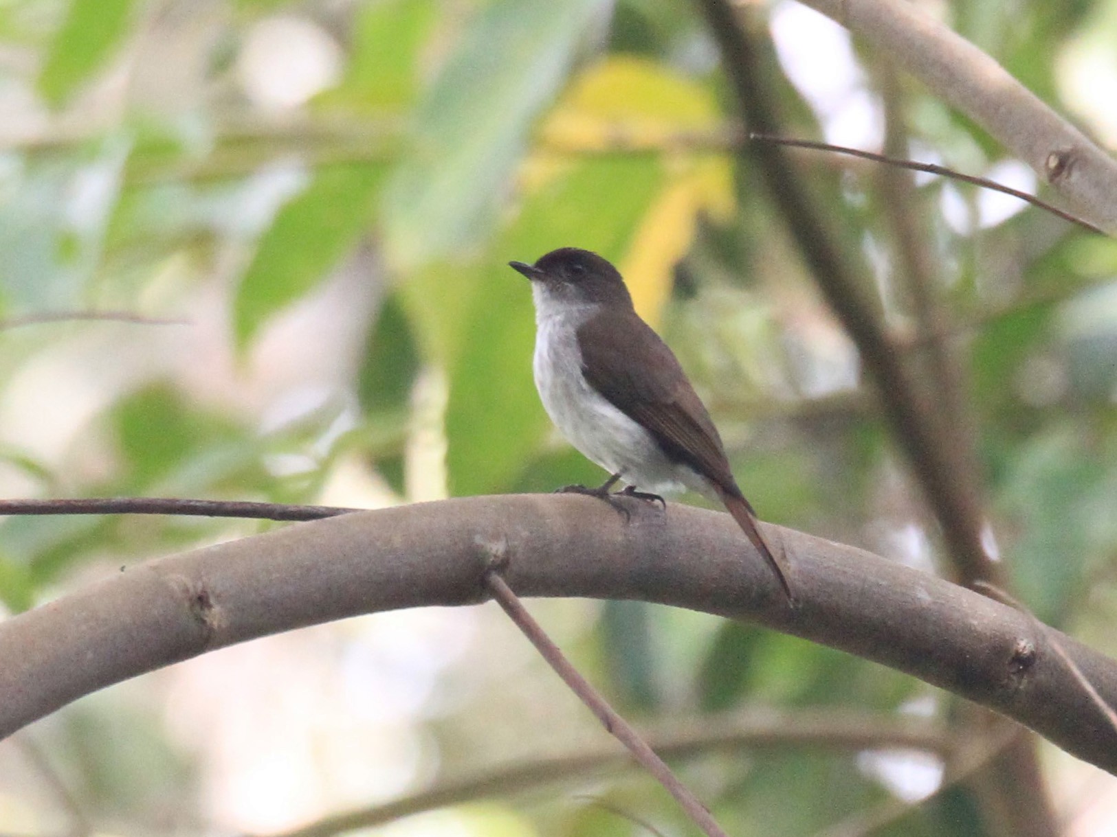 Buru Jungle Flycatcher - eBird