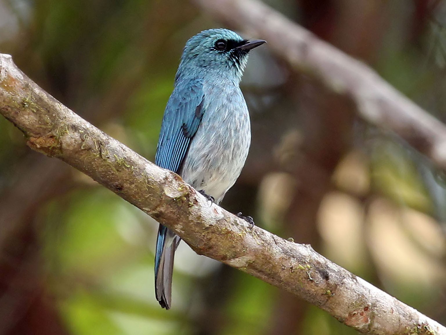 Turquoise Flycatcher - Phillip Edwards