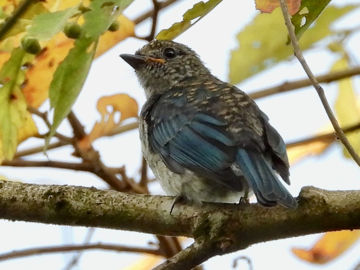 Turquoise Flycatcher - GARY DOUGLAS