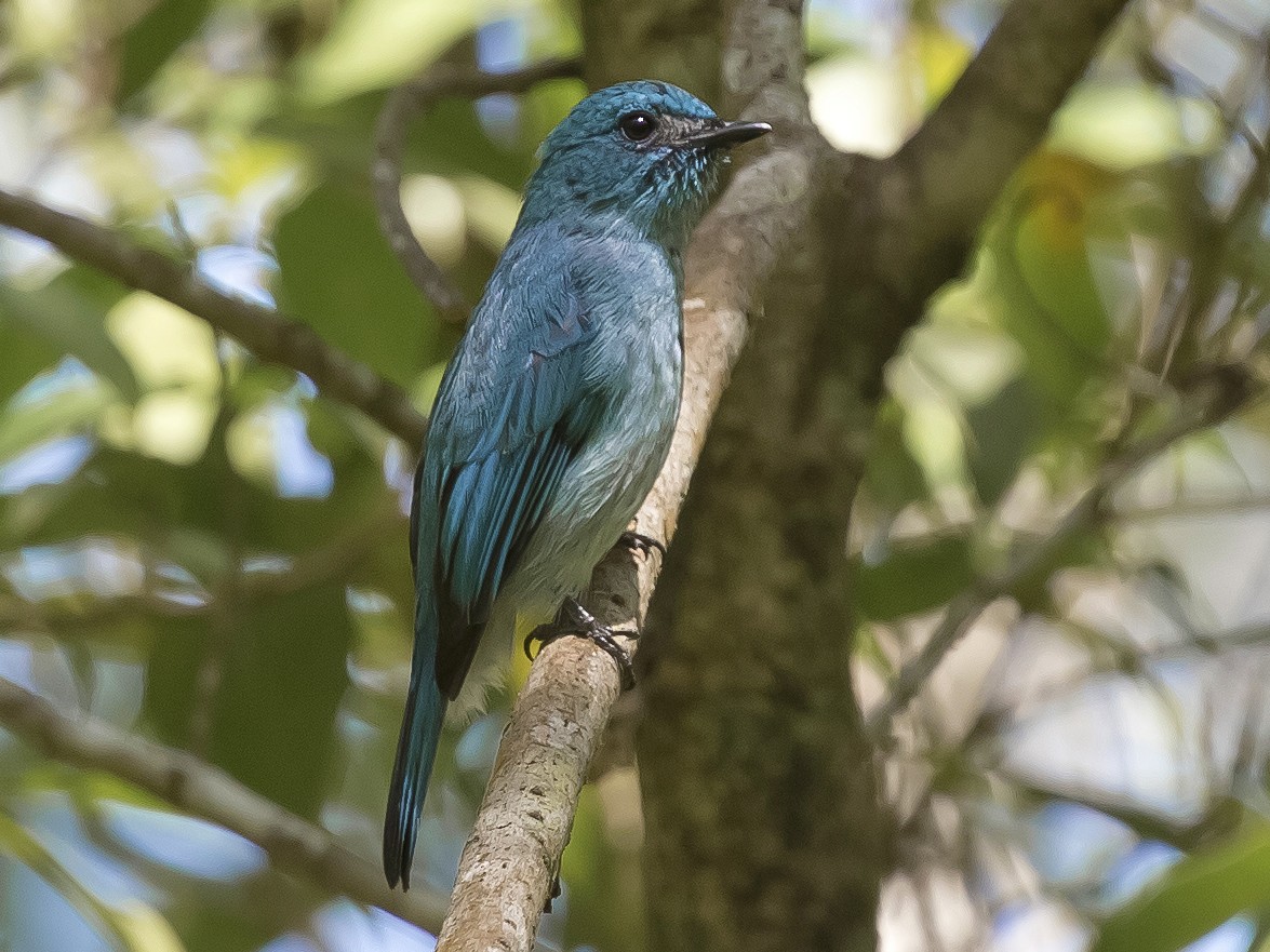 Turquoise Flycatcher - Jieles van Baalen