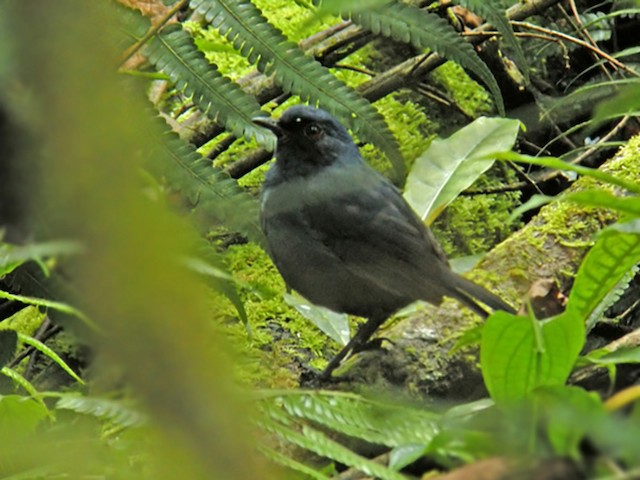 Female - Great Shortwing (Great) - 