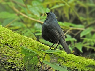  - Great Shortwing (Great)