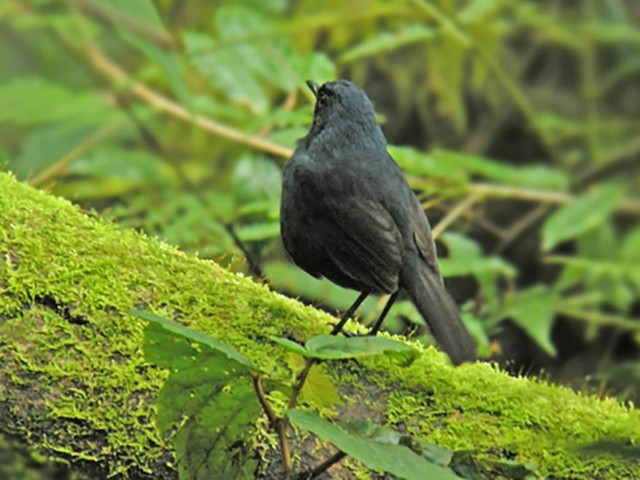 Female - Great Shortwing (Great) - 